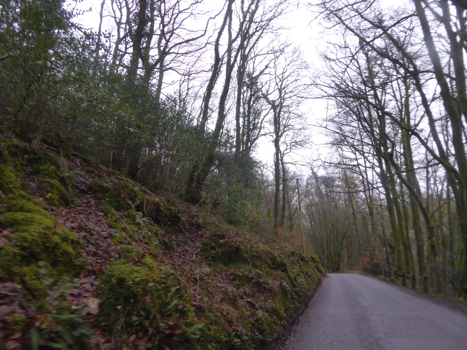 B3223 in Looseall Wood