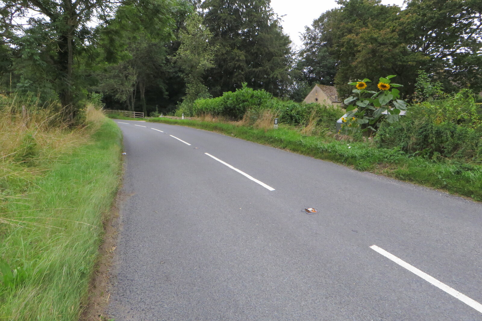 Roadside sunflowers on the B4068