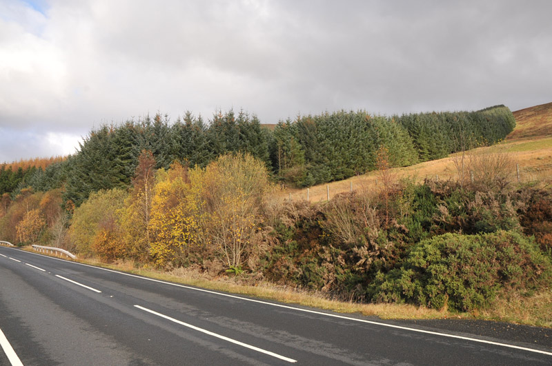 Forestry on Glen Fruin and the A817 — nearby Glen Fruin (optional visit or landscape; not necessarily visible from the road)
